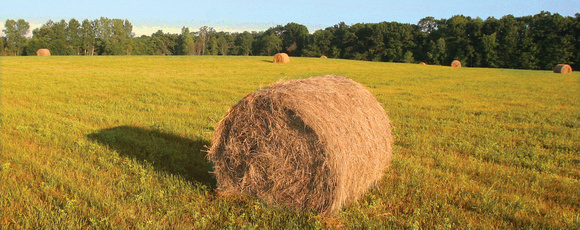baled hay field