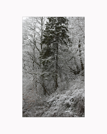 Winter Trees #23