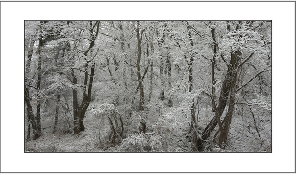winter trees snow