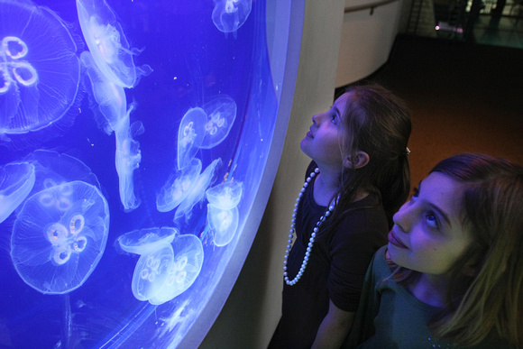 Discovery World jellyfish glow